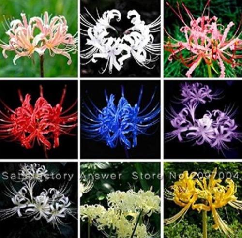 Lycoris Radiata Seed Potted Plants Planting Seasons Flower (Color: 14)
