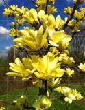 Magnolia, Light Fragrant Garden Tree Seeds (Color: 5)