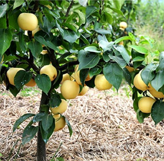 Golden Pear Seeds quality pear fruit