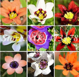 Wand Flower Plant Seeds Outdoor Balcony Pot Sparaxis (Color: Mixed)