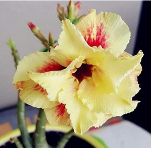 Fresh Real Adenium Obesum Bonsai Desert Rose Seeds (Color: 2)