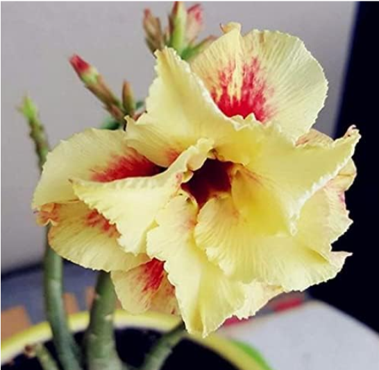 Fresh Real Adenium Obesum Bonsai Desert Rose Seeds (Color: 2)