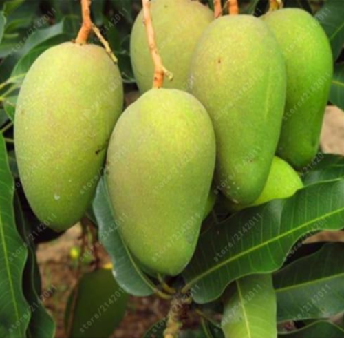Mango Plants Seeds Very Fruit Very Easy Grow