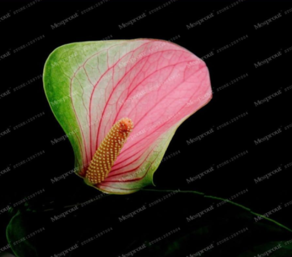 Japan Pink+Green Anthurium Seed Rare Flower
