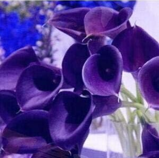Colorful Calla Lily Rare Plants Flowers Bulbs (Color: 8)