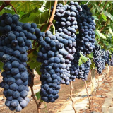 Black Grape Seed Mini Grape Tree