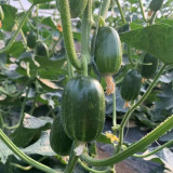 Jintong & Yunü Mini Cucumber Seeds, Dual-Color Mini Cucumber Seeds, Ultra-Small, Early-Maturing, High Yield