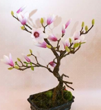 Magnolia Flower Seeds for Home Garden - (Color: 6)