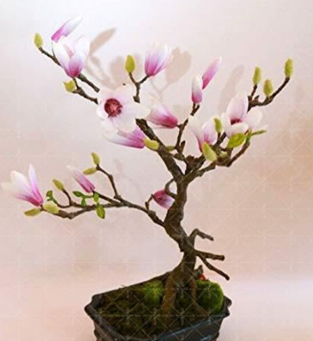 Magnolia Flower Seeds for Home Garden - (Color: 6)