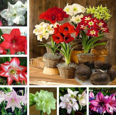 Amaryllis Bulbs True Hippeastrum Bulbs (Color: Mix)