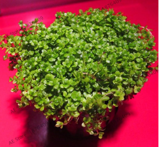 Aquarium Decorations Plant Seeds Garden Mini Dwarf Pearl Moss Aquatic