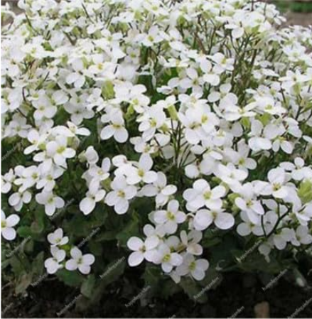 Creeping Thyme Seeds Perennial Ground Cover (Color: 2)