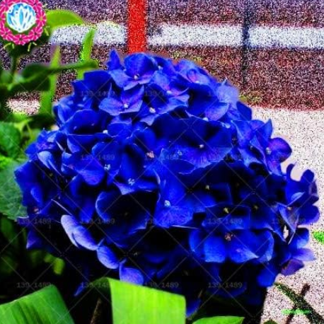 Japanese Rare Hydrangea Flower Seeds (Color: 4)
