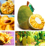Fresh Jackfruit Seed Tropical Rare Giant Tree