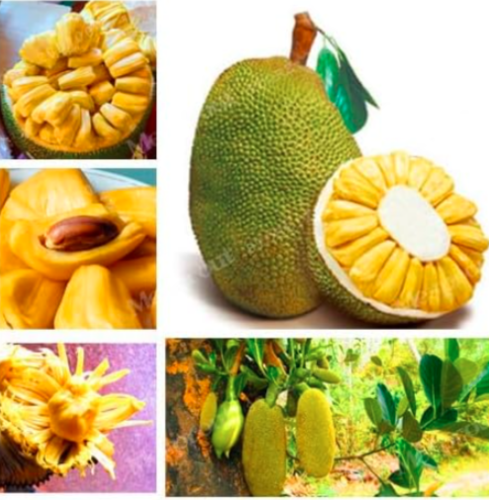 Fresh Jackfruit Seed Tropical Rare Giant Tree