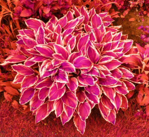 Colorful hosta Flower Indoor Seeds for Home Garden