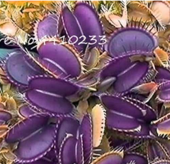 Carnivorous Plant Seeds, Rare Venus Fly Trap Dionaea Muscipula (Color: j)