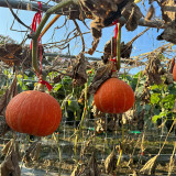 Longxindan Pumpkin Seeds - Premium Pumpkin Seeds, Vigorous Growth, Storage Tolerant, Adaptable
