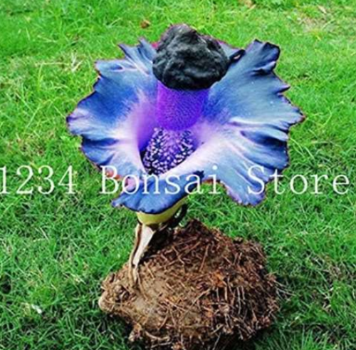 Corpse Seed Flower of Corpse Indonesia