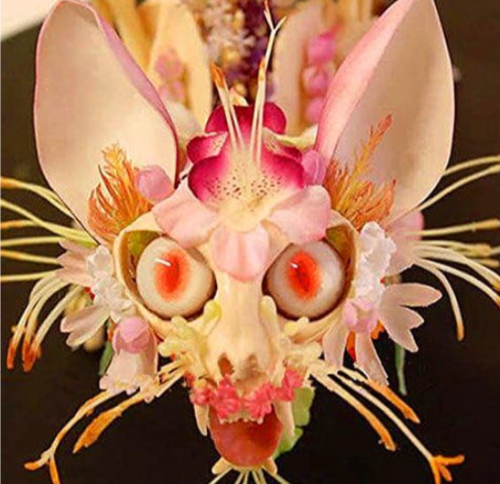 Rare Japanese Monkey face Orchid Seeds (Color: Mix)