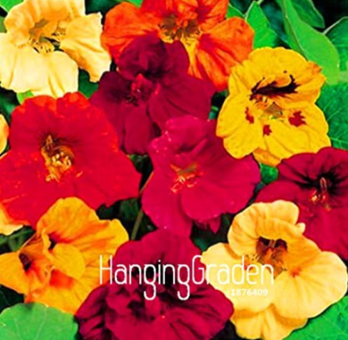 Nasturtium Flower Seeds, Annual Flower Mixed