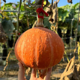 Longxindan Pumpkin Seeds - Premium Pumpkin Seeds, Vigorous Growth, Storage Tolerant, Adaptable