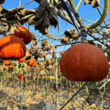 Longxindan Pumpkin Seeds - Premium Pumpkin Seeds, Vigorous Growth, Storage Tolerant, Adaptable