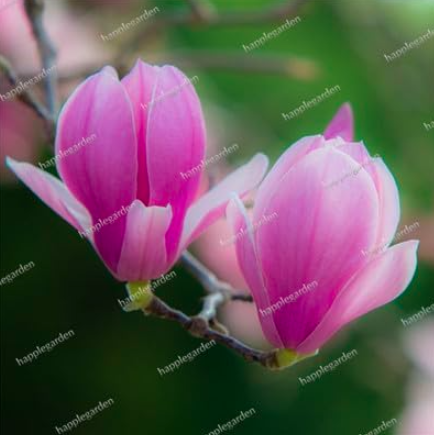 Magnolia Imported Outdoor Seed Potted Charming Fragrant Yulan (Color: 7)