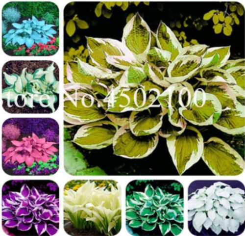 Hosta Seed Perennials Plantain Lily Flower (Color: mixed)