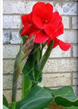 Canna Lily Seeds Pretoria - Variegated Foliage (Color: Red)