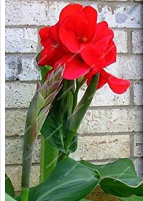 Canna Lily Seeds Pretoria - Variegated Foliage (Color: Red)