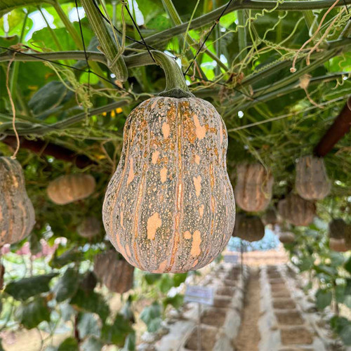 Prolific Fragrant Pumpkin Seeds: Disease-Resistant, Vigorous Growth, Sweet Crisp Flavor