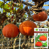 Longxindan Pumpkin Seeds - Premium Pumpkin Seeds, Vigorous Growth, Storage Tolerant, Adaptable