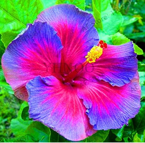 Tropical Hibiscus Flower Seeds China Rose Hibiscus Rosa-Sinensis (Color: QC382MxT5)