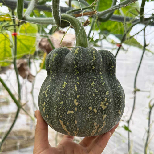Prolific Fragrant Pumpkin Seeds: Disease-Resistant, Vigorous Growth, Sweet Crisp Flavor