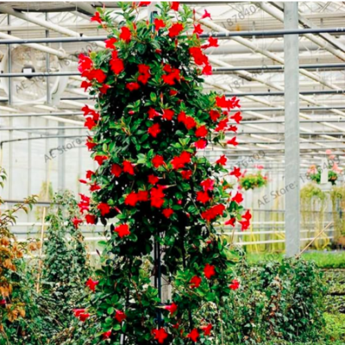 Mandevilla Sanderi Garden Seeds for Indoor Outdoor and Courtyard - (Color: 5)