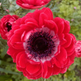 Govina Red Anemone Seeds – Bold Scarlet Blooms for Gardens, Pots & Floral Design