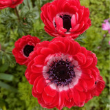 Govina Red Anemone Seeds – Bold Scarlet Blooms for Gardens, Pots & Floral Design