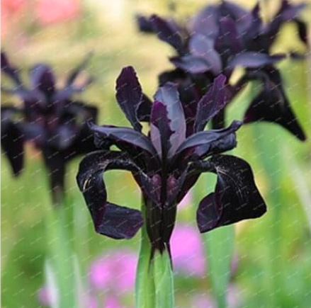Heirloom Iris Seed Perennial Flower Seeds (Color: Black)