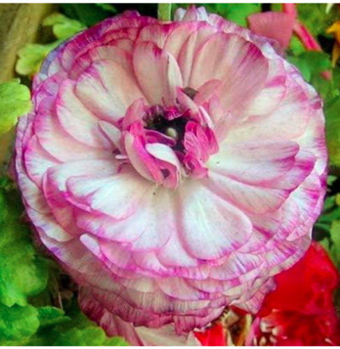Ranunculus asiaticus Flower Seed for Home & Garden DIY Plants