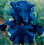 Heirloom Iris Seed Perennial Flower Garden (Color: Deep Blue)