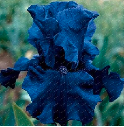 Heirloom Iris Seed Perennial Flower Garden (Color: Deep Blue)