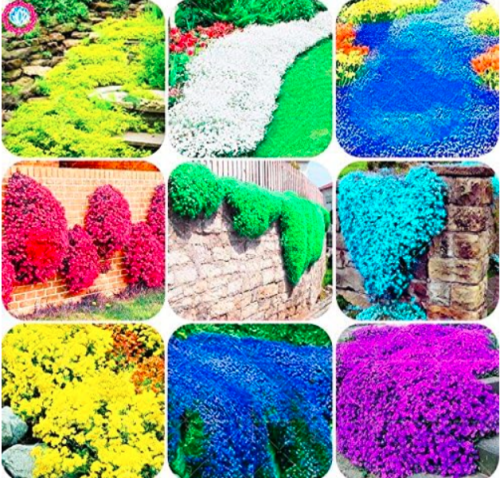 Creeping Thyme Seeds Multi-Color Rock CRESS Perennial Flower (Color: Mix)