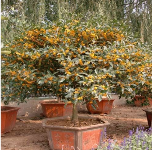 Osmanthus Fragrans flower Seeds Osmanthus Tree Sweet Olive - (Color: 6)