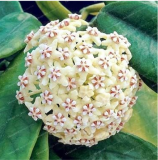 Rare Hoya Seed Potted Flowers Seeds (Color: 10)