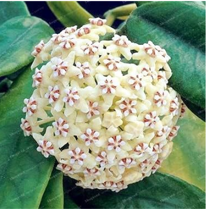 Rare Hoya Seed Potted Flowers Seeds (Color: 10)