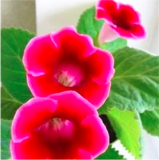 Gloxinia Plant Seed Perennial Sinningia Gloxinia Flower - (Color: 15)