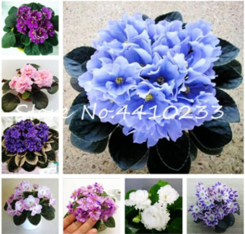 Mini Seed Violet Plants Colorful Rare African Flower (Color: r)