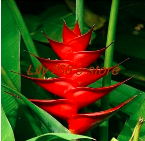 Strelitzia Reginae Seed, Bird of Paradise Bonsai (Color: A18)