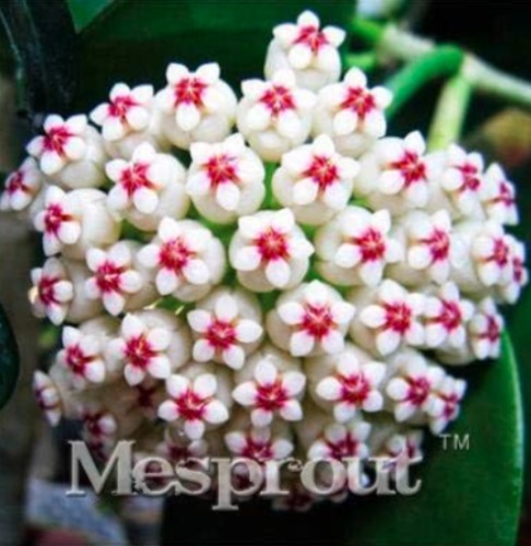 Hoya Seeds (Color: 9)